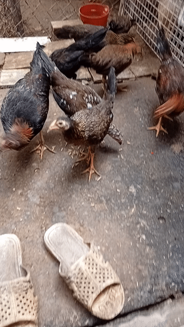 Gà mái hơn 3 tháng. Mua bán Gà tại Huyện Bình Chánh Tp Hồ Chí Minh được đăng bởi Gia bảo hình 1