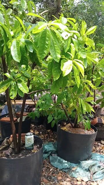 Lộc vừng 300k. Mua bán Cây cảnh, đồ trang trí tại Quận 12 Tp Hồ Chí Minh được đăng bởi ĐẠT hình 1