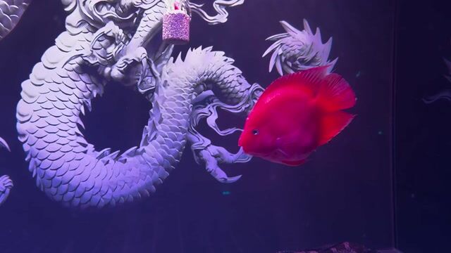 Cá Két King Kong Đỏ rực 5 ngón. Mua bán Thú cưng khác tại Thành phố Thủ Đức Tp Hồ Chí Minh được đăng bởi Cá Cảnh Hưng Nguyễn  hình 1