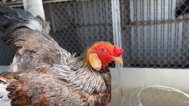Gà chọi Cuban Nâu đen Tơ zin. Mua bán Gà tại Huyện Long Phú Sóc Trăng được đăng bởi Farm Gà đá ST  hình 1