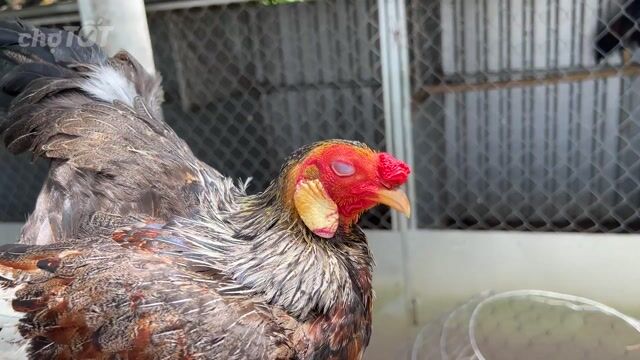 Gà chọi Cuban Nâu đen Tơ zin. Mua bán Gà tại Huyện Long Phú Sóc Trăng được đăng bởi Farm Gà đá ST  hình 1