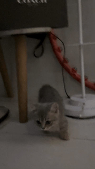 Mèo munchkin chân lùn Anh lông ngắn màu tabby. Mua bán Mèo tại Quận Bình Tân Tp Hồ Chí Minh được đăng bởi Mỹ Duyên Dụng Nguyễn hình 1