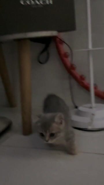 Mèo munchkin chân lùn Anh lông ngắn màu tabby. Mua bán Mèo tại Quận Bình Tân Tp Hồ Chí Minh được đăng bởi Mỹ Duyên Dụng Nguyễn hình 1