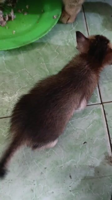 Tặng mèo con. Mua bán Mèo tại Huyện Đức Hòa Long An được đăng bởi Phong vũ hình 1