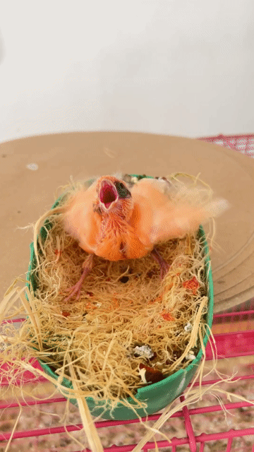 Chim yến Halowin F1 Baby cực đẹp. 8xị TPHCM.. Mua bán Chim tại Huyện Hóc Môn Tp Hồ Chí Minh được đăng bởi kiệt nguyễn sky canary shop HCM hình 1