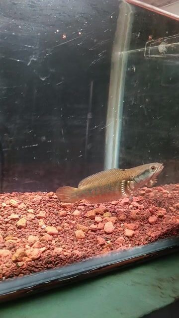 Cá Lóc pháo hoa đốm vàng 15-16cm. Mua bán Thú cưng khác tại Thành phố Thủ Đức Tp Hồ Chí Minh được đăng bởi An Nguyen hình 1