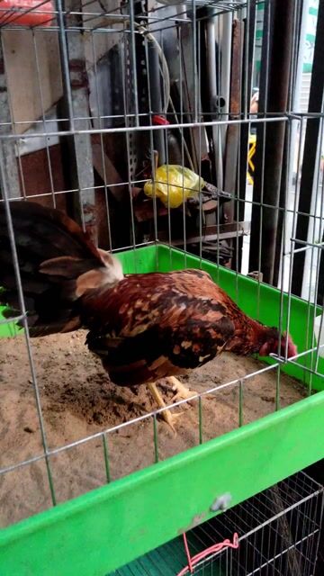 Gà Cuban mỹ 1.2kg. Mua bán Gà tại Quận Bình Tân Tp Hồ Chí Minh được đăng bởi Gà Long Khê hình 1