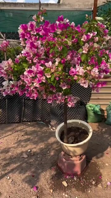 Cây cảnh Hoa giấy Hồng gân đậm. Mua bán Cây cảnh, đồ trang trí tại Huyện Hóc Môn Tp Hồ Chí Minh được đăng bởi Vườn Hồng Hoàng My hình 1