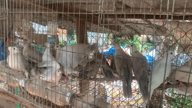 Chim Cu pháp tơ. Mua bán Chim tại Thành phố Buôn Ma Thuột Đắk Lắk được đăng bởi A Tam hình 1