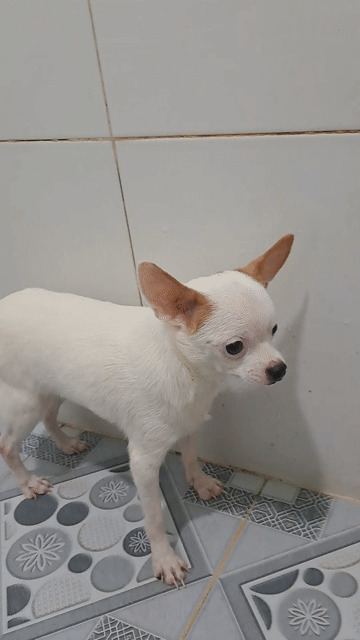 Chihuahua trắng. Mua bán Chó tại Thành phố Thuận An Bình Dương được đăng bởi Mỹ Linh hình 1