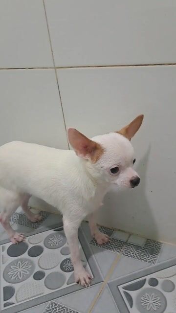 Chihuahua trắng. Mua bán Chó tại Thành phố Thuận An Bình Dương được đăng bởi Mỹ Linh hình 1