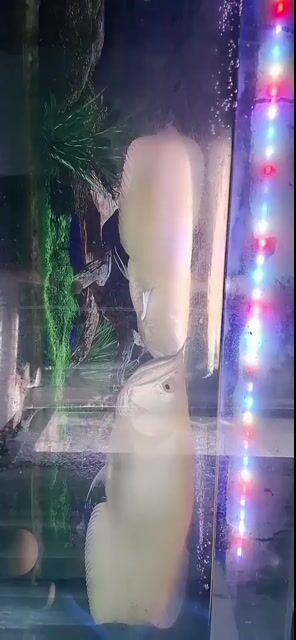 Cá Rồng Ngân Long Vàng Abino Khỏe mạnh. Mua bán Thú cưng khác tại Thành phố Nha Trang Khánh Hòa được đăng bởi Văn Châu hình 1