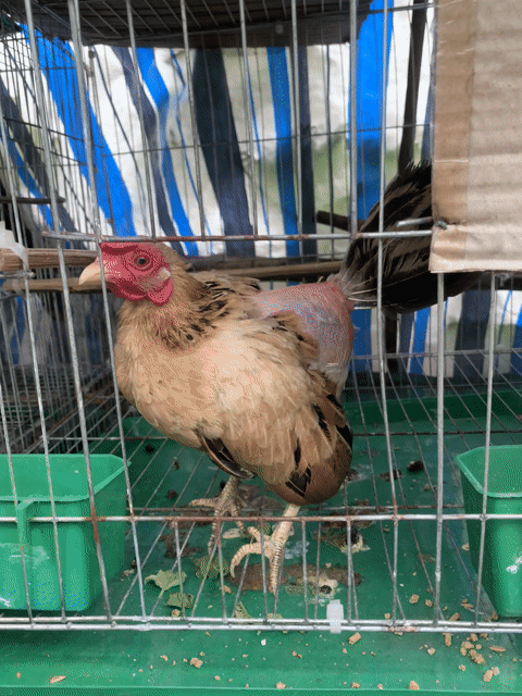 thanh lý mái tre bắc 4,5 lạng. Mua bán Gà tại Thị xã Bình Minh Vĩnh Long được đăng bởi Nguyễn Quang Vinh hình 1