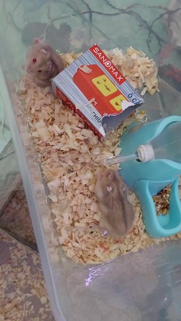 Chuột Hamster nhiều màu. Mua bán Thú cưng khác tại Huyện Hóc Môn Tp Hồ Chí Minh được đăng bởi TRƯƠNG THI BÍCH DIÊN  hình 1