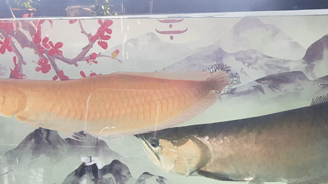Cá rồng Ngân Long 70cm 55cm. Mua bán Thú cưng khác tại Thành phố Thủ Đức Tp Hồ Chí Minh được đăng bởi TRẦN VŨ hình 1