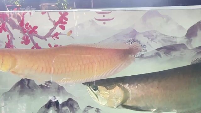 Cá rồng Ngân Long 70cm 55cm. Mua bán Thú cưng khác tại Thành phố Thủ Đức Tp Hồ Chí Minh được đăng bởi TRẦN VŨ hình 1