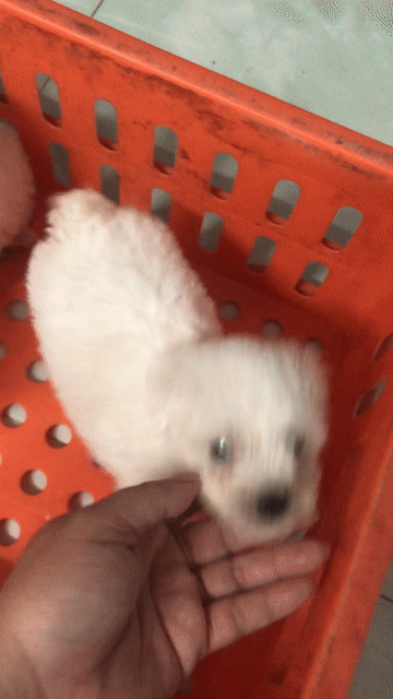 Chó Poodle trắng 45 ngày ba teacup mẹ tiny. Mua bán Chó tại Quận 8 Tp Hồ Chí Minh được đăng bởi Pé Heo hình 1