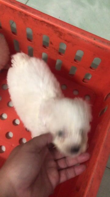 Chó Poodle trắng 45 ngày ba teacup mẹ tiny. Mua bán Chó tại Quận 8 Tp Hồ Chí Minh được đăng bởi Pé Heo hình 1