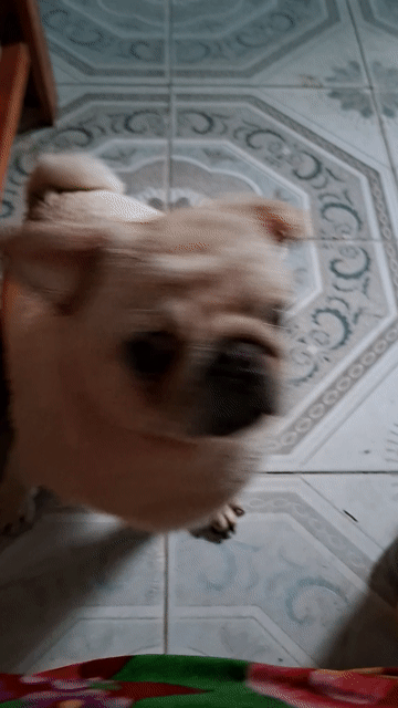 Chó Pug trắng kem đã tiêm. Mua bán Chó tại Thành phố Việt Trì Phú Thọ được đăng bởi Nhã Văn hình 1