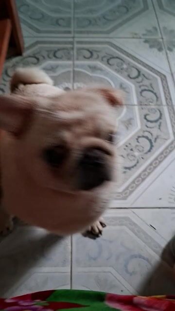 Chó Pug trắng kem đã tiêm. Mua bán Chó tại Thành phố Việt Trì Phú Thọ được đăng bởi Nhã Văn hình 1