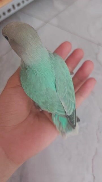 Vẹt Lovebird Xanh ngọc bích. Mua bán Chim tại Quận 12 Tp Hồ Chí Minh được đăng bởi Nguyễn Thị Diễm Hương hình 1