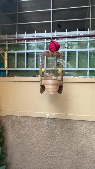 Chim khuyên 1 mùa líu suốt ngày. Mua bán Chim tại Thành phố Vũng Tàu Bà Rịa - Vũng Tàu được đăng bởi tien hình 1