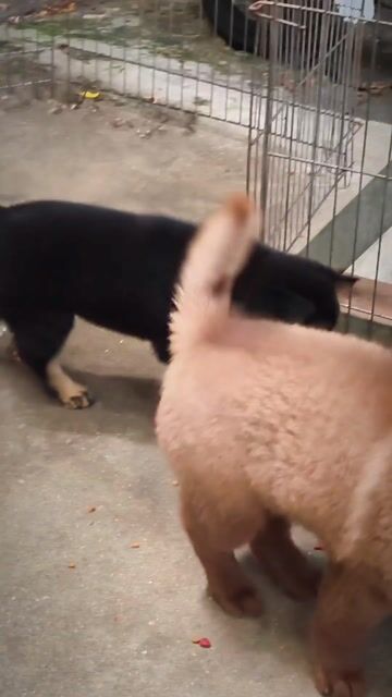 Chó Mông Cộc Đen 4 Mắt Lưỡi Đốm Nhiều. Chuẩn Giống. Mua bán Chó tại Quận Gò Vấp Tp Hồ Chí Minh được đăng bởi Shop SH Và Chó Cộc Sài Gòn hình 1