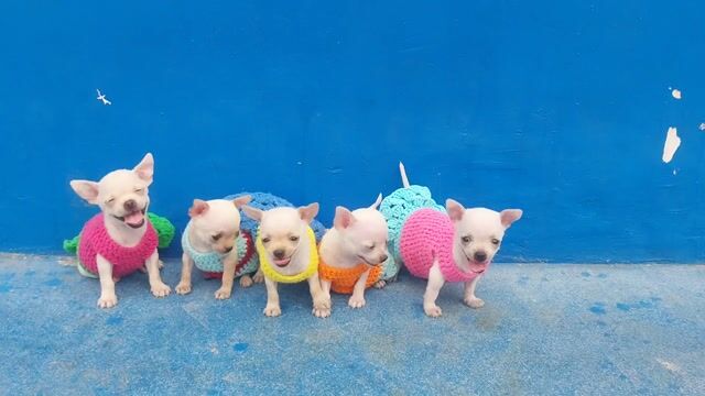 Chihuahua có quà tặng