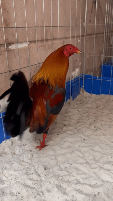 Gà chọi Tre điều Kelso 1k550. Mua bán Gà tại Huyện Hóc Môn Tp Hồ Chí Minh được đăng bởi Le Duy hình 1