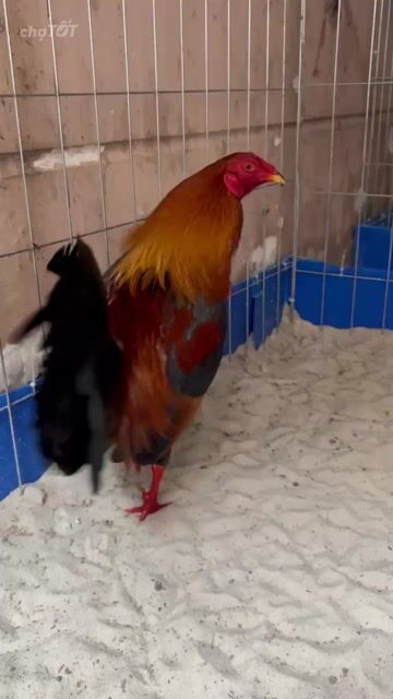 Gà chọi Tre điều Kelso 1k550. Mua bán Gà tại Huyện Hóc Môn Tp Hồ Chí Minh được đăng bởi Le Duy hình 1