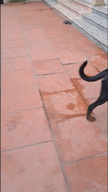 Chó Rottweiler Đực Cái 30kg Đen vàng. Mua bán Chó tại Thành phố Bắc Ninh Bắc Ninh được đăng bởi Đoàn Thị Hiền hình 1