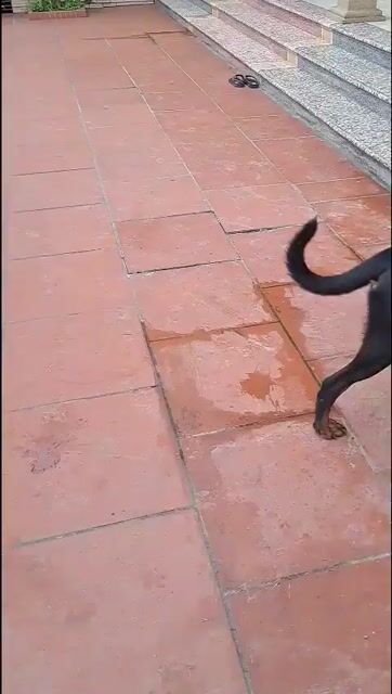 Chó Rottweiler Đực Cái 30kg Đen vàng. Mua bán Chó tại Thành phố Bắc Ninh Bắc Ninh được đăng bởi Đoàn Thị Hiền hình 1