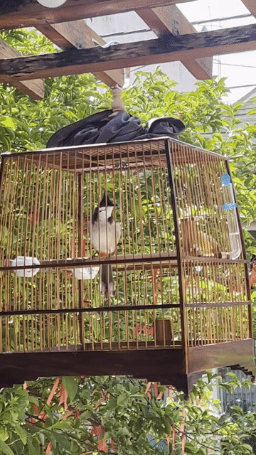 Chim chào mào thuần. Mua bán Chim tại Thành phố Buôn Ma Thuột Đắk Lắk được đăng bởi Công Đạt hình 1
