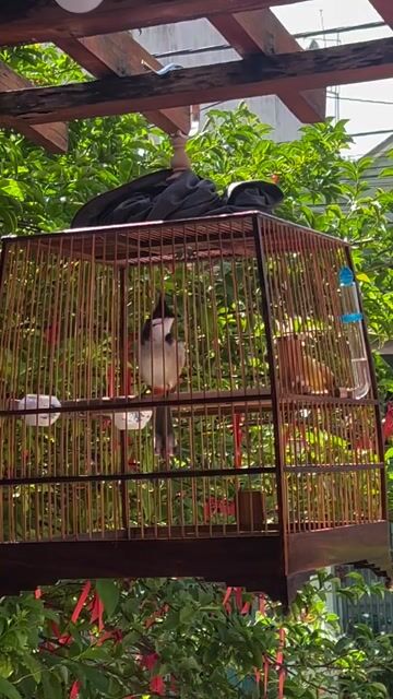 Chim chào mào thuần. Mua bán Chim tại Thành phố Buôn Ma Thuột Đắk Lắk được đăng bởi Công Đạt hình 1