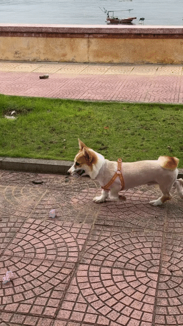 Chó Corgi đực 6 tháng đã tiêm. Mua bán Chó tại Quận Dương Kinh Hải Phòng được đăng bởi Giang Truong hình 1