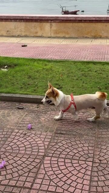 Chó Corgi đực 6 tháng đã tiêm. Mua bán Chó tại Quận Dương Kinh Hải Phòng được đăng bởi Giang Truong hình 1