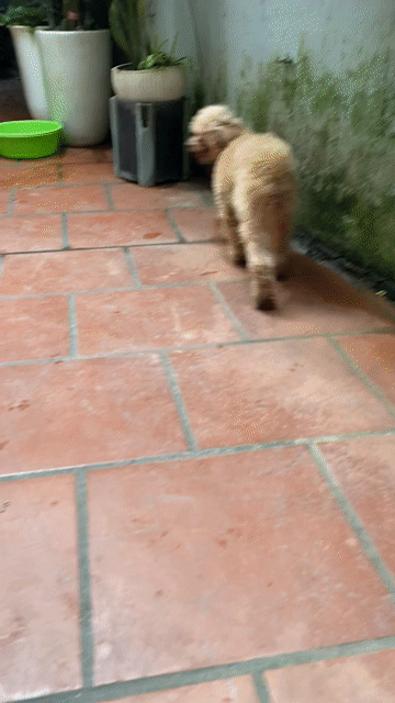 Chó Poodle cái 2.5 năm Nâu vàng. Mua bán Chó tại Quận Cầu Giấy Hà Nội được đăng bởi Nguyễn Thị Thục hình 1