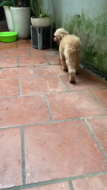 Chó Poodle cái 2.5 năm Nâu vàng. Mua bán Chó tại Quận Cầu Giấy Hà Nội được đăng bởi Nguyễn Thị Thục hình 1