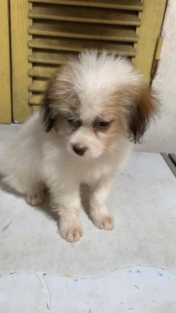 BÉ GÁI POODLE LAI PHỐC SÓC TÌM BA MẸ. Mua bán Chó tại Quận Hoàng Mai Hà Nội được đăng bởi HÀ UYỂN NHI  hình 1