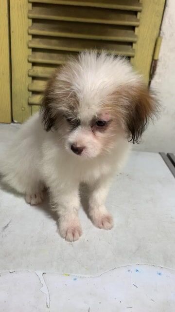 BÉ GÁI POODLE LAI PHỐC SÓC TÌM BA MẸ. Mua bán Chó tại Quận Hoàng Mai Hà Nội được đăng bởi HÀ UYỂN NHI  hình 1