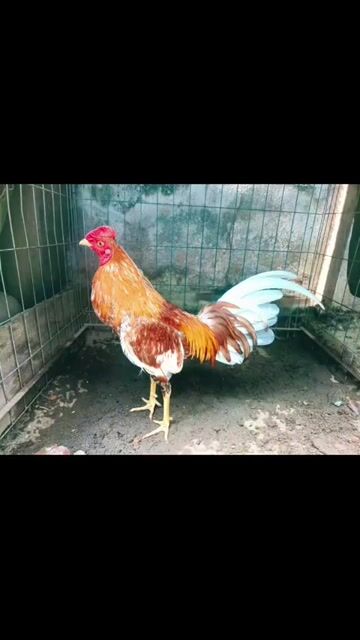 Gà Cuban Khét. Mua bán Gà tại Thành phố Biên Hòa Đồng Nai được đăng bởi Thành kim  hình 1