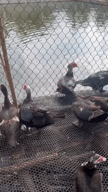 Vịt Xiêm 80k/kg. Mua bán Thú cưng khác tại Thành phố Dĩ An Bình Dương được đăng bởi Vu Tho hình 1