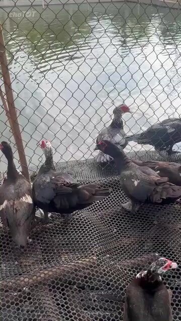 Vịt Xiêm 80k/kg. Mua bán Thú cưng khác tại Thành phố Dĩ An Bình Dương được đăng bởi Vu Tho hình 1