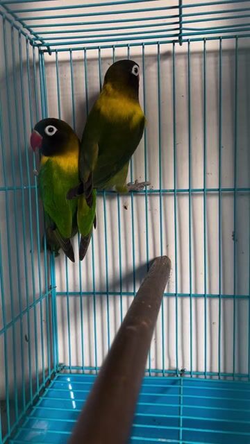 Cặp lb có viền đầu đen. Mua bán Chim tại Thành phố Thủ Đức Tp Hồ Chí Minh được đăng bởi Bình Nguyên hình 1