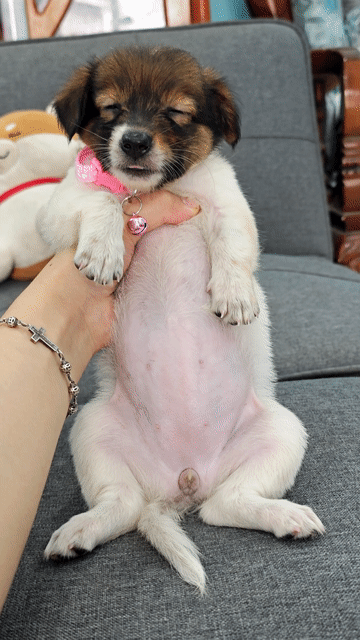 Gái Nhật lai xin chào sen dễ thương📣🥰. Mua bán Chó tại Huyện Hóc Môn Tp Hồ Chí Minh được đăng bởi Ánh Dương Pet hình 1