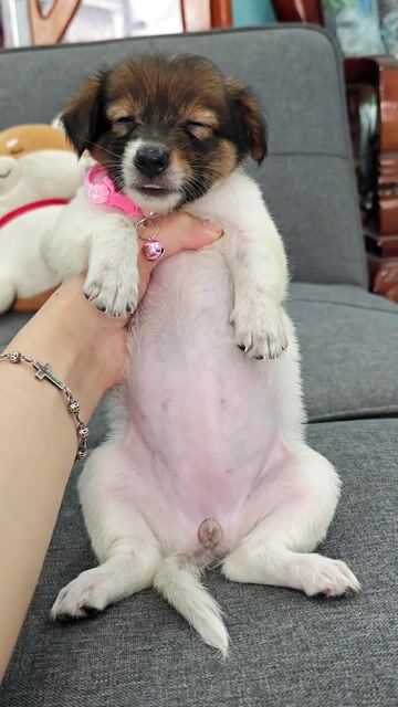 Gái Nhật lai xin chào sen dễ thương📣🥰. Mua bán Chó tại Huyện Hóc Môn Tp Hồ Chí Minh được đăng bởi Ánh Dương Pet hình 1