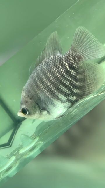 Cá Tai Tượng Body Short. Mua bán Thú cưng khác tại Quận Bình Tân Tp Hồ Chí Minh được đăng bởi Cá Cảnh JK HCM hình 1