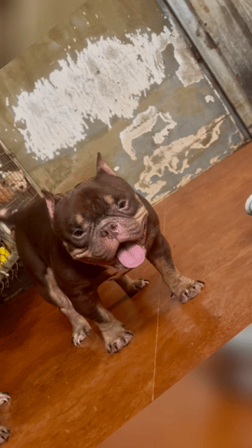 Chó Exotic Bully đực. Mua bán Chó tại Thành phố Biên Hòa Đồng Nai được đăng bởi lương hùng hình 1