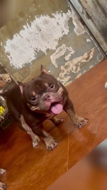 Chó Exotic Bully đực. Mua bán Chó tại Thành phố Biên Hòa Đồng Nai được đăng bởi lương hùng hình 1