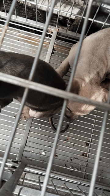Chó cỏ đen đực 2 tháng đã tẩy san. Mua bán Chó tại Quận 12 Tp Hồ Chí Minh được đăng bởi Lê Đình Bảo Minh hình 1